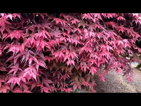 Acer palmatum ...