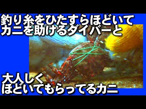 釣り糸に絡まって動けなくなっていたショウジンガニをほどいて救助する水中映像。