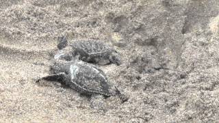 preview picture of video 'Telwatta Turtle Hatchery, Sri Lanka'