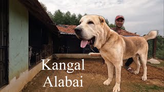 दुनिया के सबसे ताकतवर कुत्ते Alabai kangal और Caucasian Shepherd सब एक साथ एक विडीओ में 😳😳😳😳