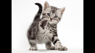 American Shorthair Yavru Fiyatları - Satılık & Sahiplendirme İlanları 