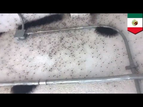 download lagu mp3 mp4 Invasion Araigne Maison, download lagu Invasion Araigne Maison gratis, unduh video klip Invasion Araigne Maison