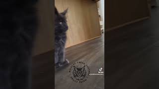 Wednesday and Bubbles! www.wildcatcreekcattery.com #mainecooncats #mainecoon #kitten