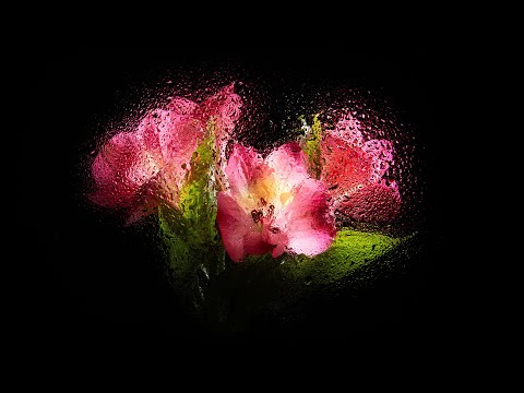 Kreative Stillleben-Fotografie