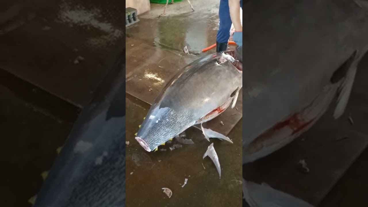 The Sharpest Bluefin Tuna Knife Filleting