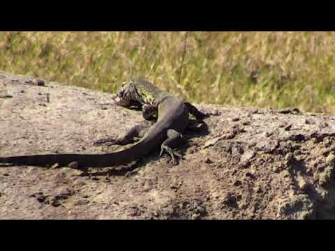 Djuma: Water Monitor Lizard catches a frog - 09/13/18