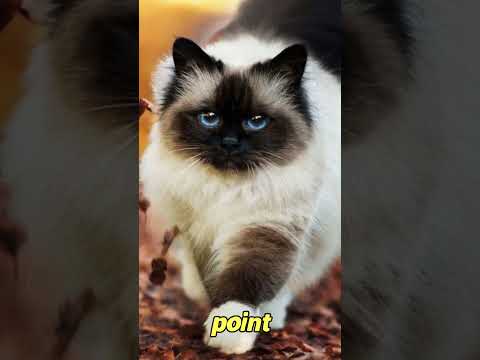 The Mysterious Charisma of Birman Cats: 5 Enchanting Facts to Discover! - FelineGood #shorts