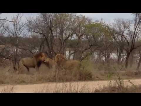 2 Birmingham Male Lions vs 1 Selati Male : 02 - 11 - 2014