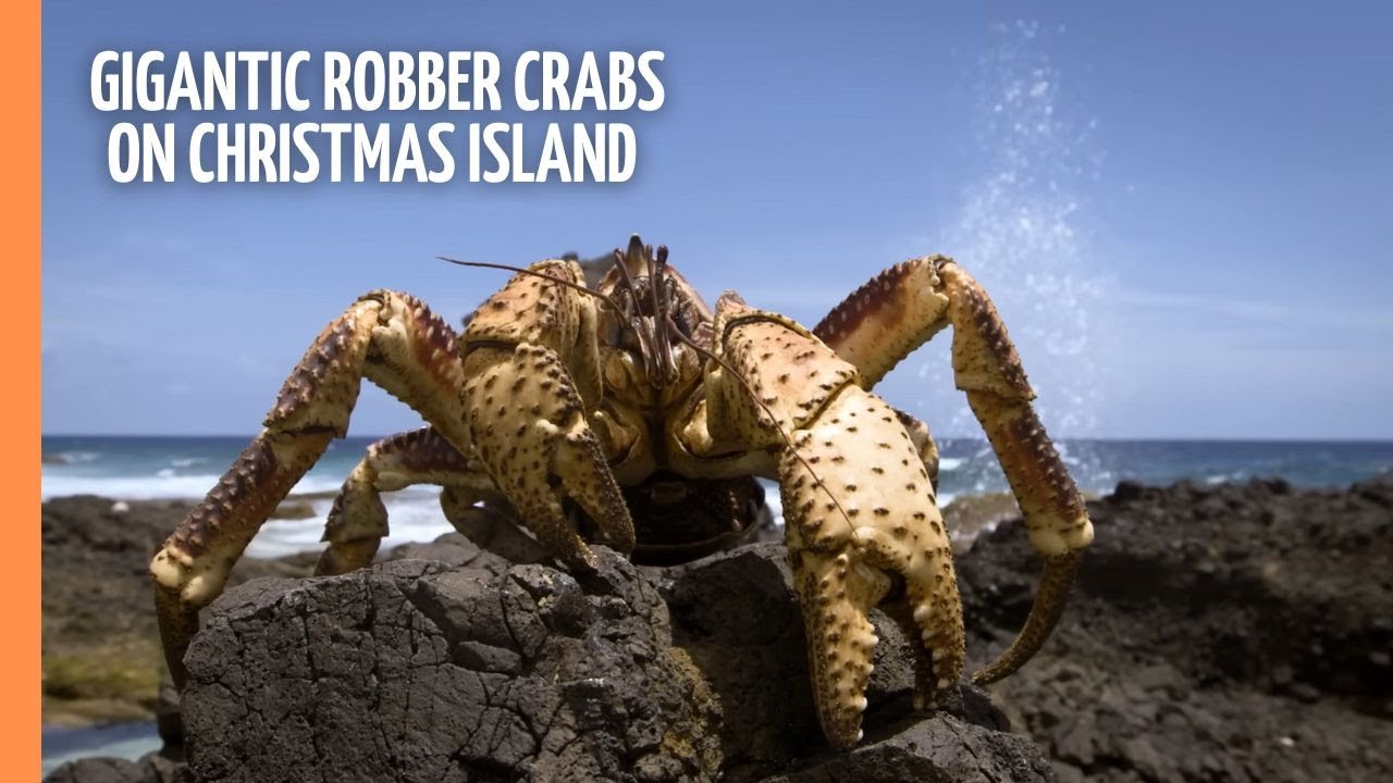 The 6 Best Documentaries About Crabs