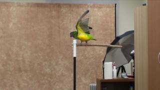 Kili Senegal Parrot - Parrot Says Hello On Cue and Other Tricks