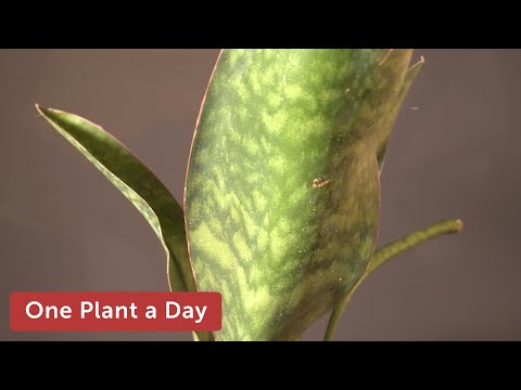 YouTube video about: Why are whale fin plants so expensive?