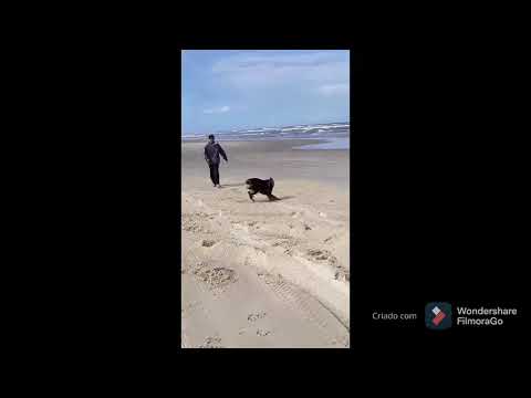 PRIMEIRA VEZ DO MEU CACHORRO NA PRAIA 😍😍 #shorts