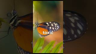 Download lagu The Butterfly So Toxic, Spiders Let It Go 🦋🕷️ mp3