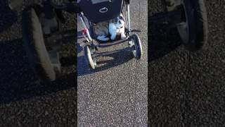 Puppy gets tired on a walk