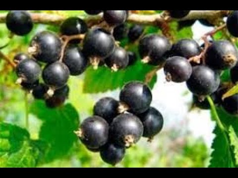 RIBIZLA CRNA I CRVENA - "orezivanje ili proređivanje