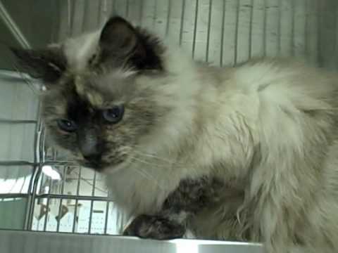 Adopt Sumana - a Siamese mix at Cat Adoption Team, Sherwood, OR