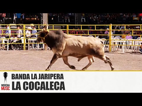 BANDA LA JARIPERA - LA COCALECA [ Video Oficial ] Morena Music