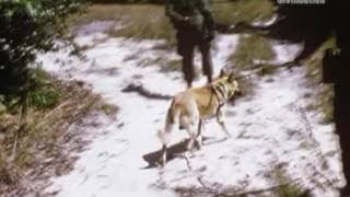 ASSAULT OF HILL 875 SW OF DAKTO, SOUTH VIETNAM