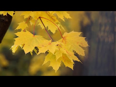 George Winston - Autumn Longing (Visualizer)