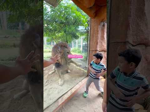 SINGANYA NGAMUK MINTA KELUAR KANDANG