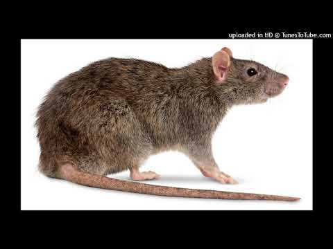 M E J Ø x Boaba x Pop Smoc - LEAK 2020