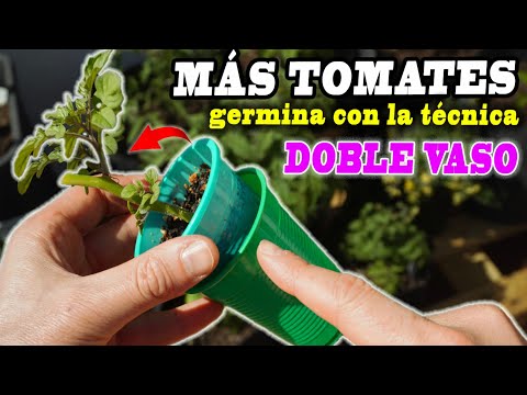 GERMINACIÓN EXPANDIDA: Domina la Técnica del Doble Vaso para un Crecimiento Acelerado