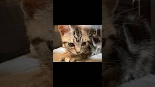 Titia Diary03「仔猫お迎えしました」【day3to5】 #アメリカンショートヘアー #シルバータビー