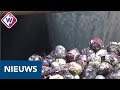 Goede bollenoogst in Bollenstreek ondanks de droogte - OMROEP WEST