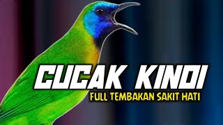 Download lagu CUCAK KINOI GACOR FULL TEMBAKAN || MASTERAN CUCAK KINOI GACOR MATERI KOMPLIT mp3