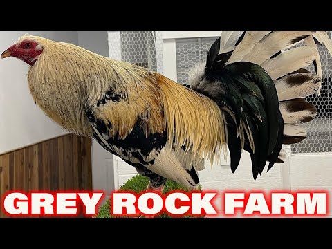 CALIFORNIA !! Grey Kelso Beautiful Birds GREY ROCK FARM - Farm Visit