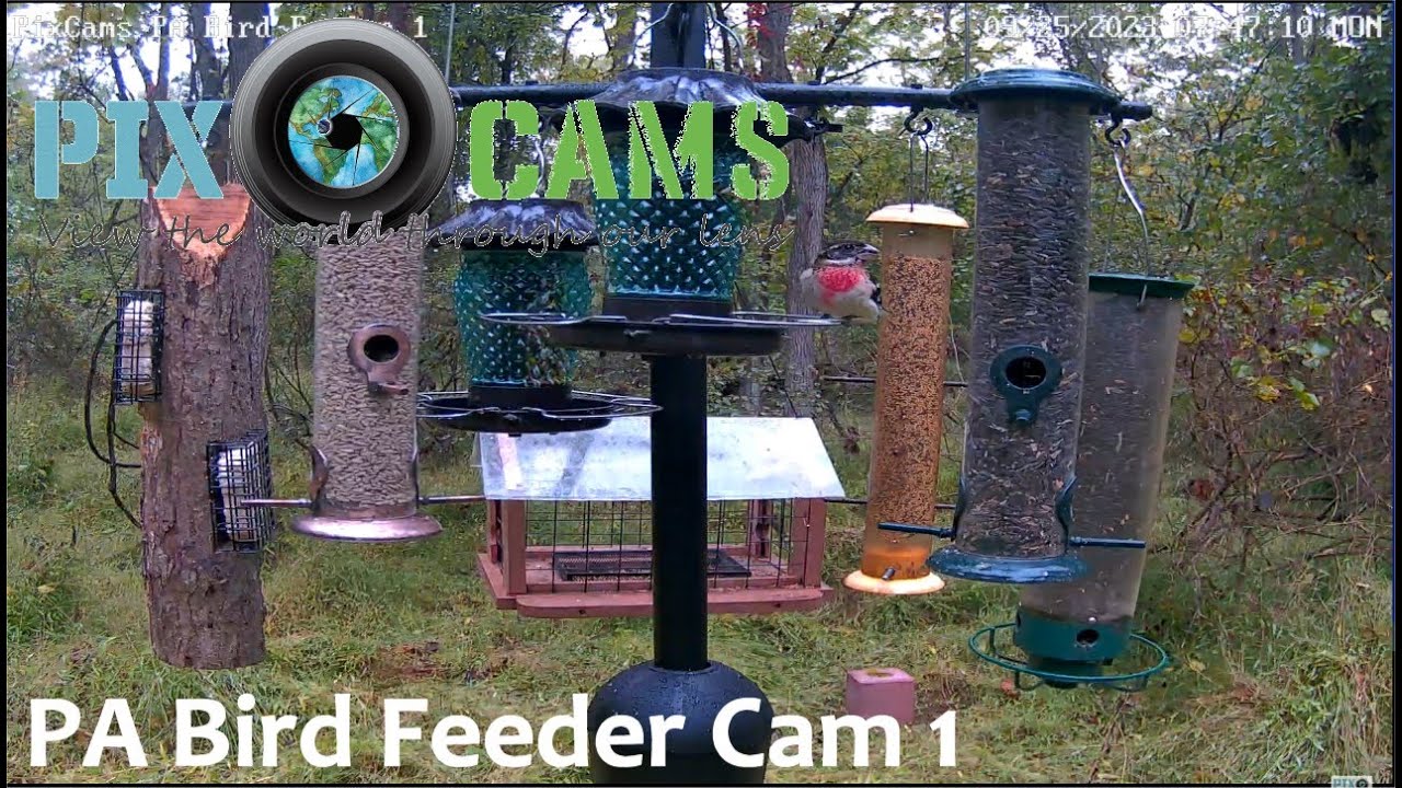 Live webcam view of Estación de comederos de aves