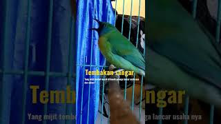 Download lagu suara burung cucak kinoi gacor tembakan rapat mp3