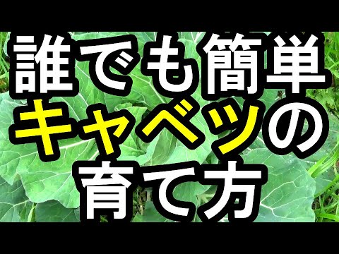 キャベツガを自然に撃退する方法 春のチェックを機械的に排除する