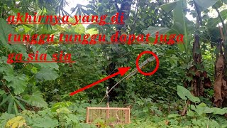 Download lagu Pikat burung prenjak kepala merah gacor mp3 Download lagu Pikat burung prenjak kepala merah gacor mp3