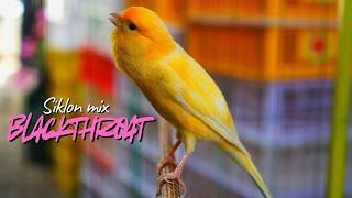 Download lagu KENARI GACOR ISIAN MEWAH SPECIAL - MASTERAN KENARI ISIAN BLACKTHROAT dan SIKLON GACOR MUDAH dTIRU mp3