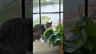 Cat being cat.. 😂 #cat #cute #catvideo #cutecat #funnyvideo