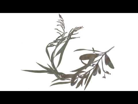 Acacia Longifolia - Sydney Golden Wattle (Plant I.D. Class #7)