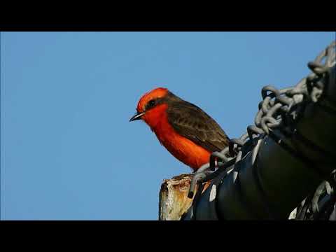 pamuchár tmavochrbtý (Pyrocephalus rubinus) — hlas a správanie v prírode