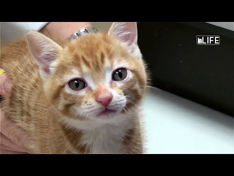 Life is Better with Friends - Cfare duhet te dini per sterilizimin e maceve