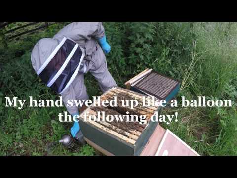 New UK Beekeeper  Blog #12 - Angry Bees - Part 2