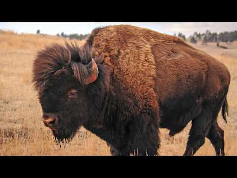 A Celebration of Heritage: Native Americans - Bison & the Great Plains