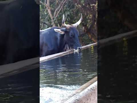 a bull  drinking water  near me