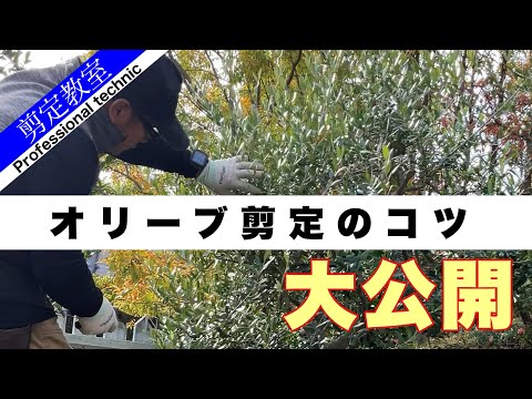 オリーブの木の剪定時期 大きさの形成 生産量の再生は樹齢に依存する