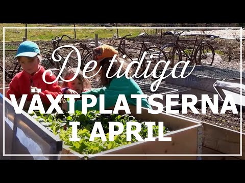 De tidiga växtplatserna i april