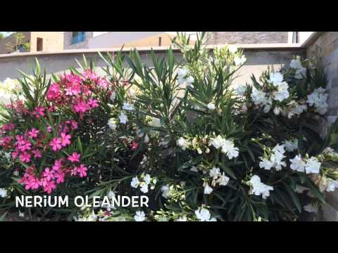 Nerium oleander. Garden Center online Costa Brava - Girona.