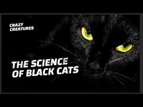 The Science Behind Black Cats