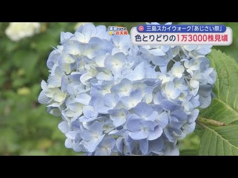 YouTube Video 三島スカイウォークで「あじさい祭」が始まる　　全長４００ｍの歩行者専用吊り橋