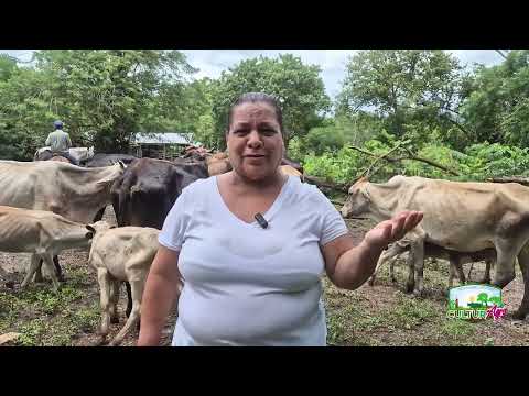 Manejo de ganado bovino en San Miguelito, Rio San Juan #CulturAgroTV #INTA