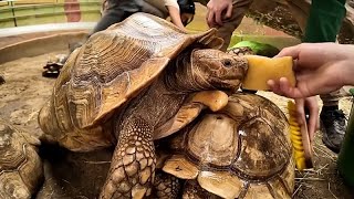 Ungarn: Wellness-Tag für bedrohte Schildkröten im Zoo Nyíregyháza