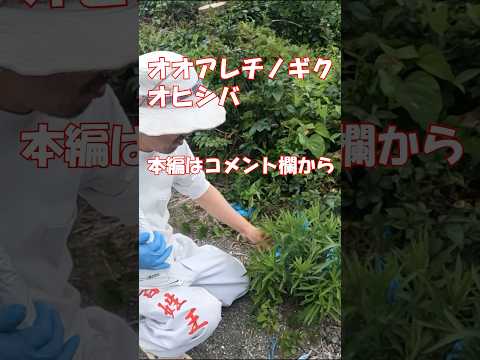 ラウンドアップに代わる除草剤はどれ？環境に優しく効果的な 10 のオプション  庭園